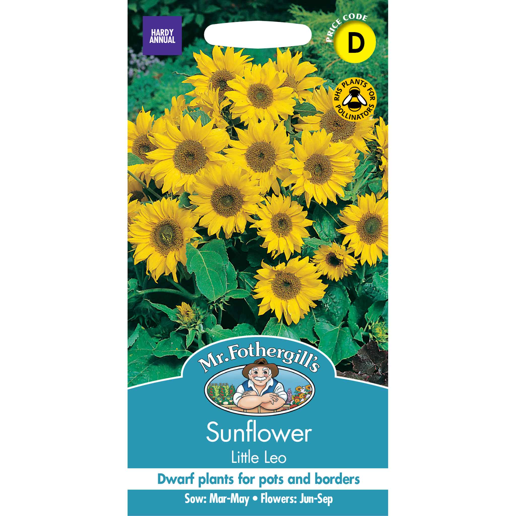 11546-Sunflower-Little-Leo