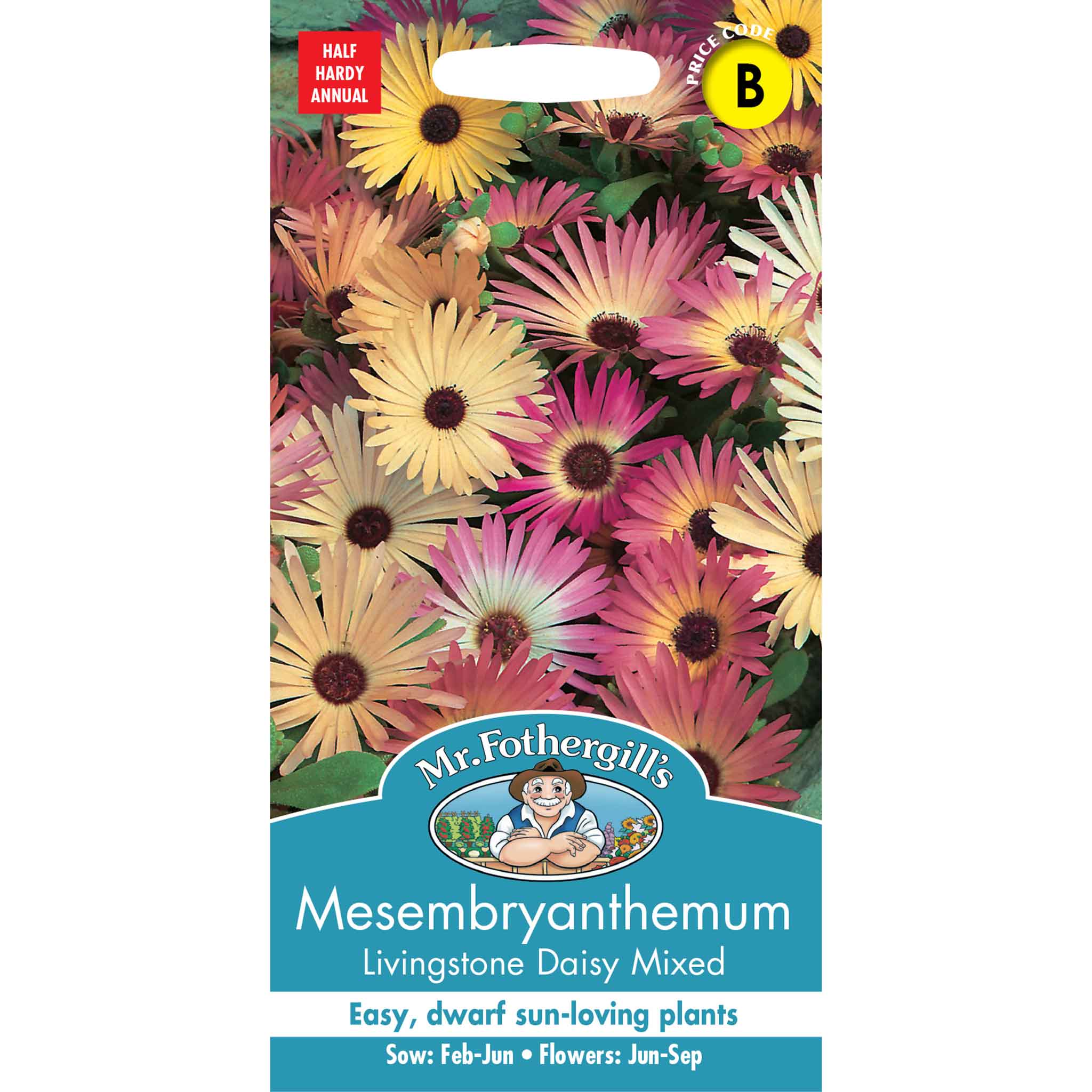 11751-Mesembryanthemum-Livingstone-Daisy-Mixed