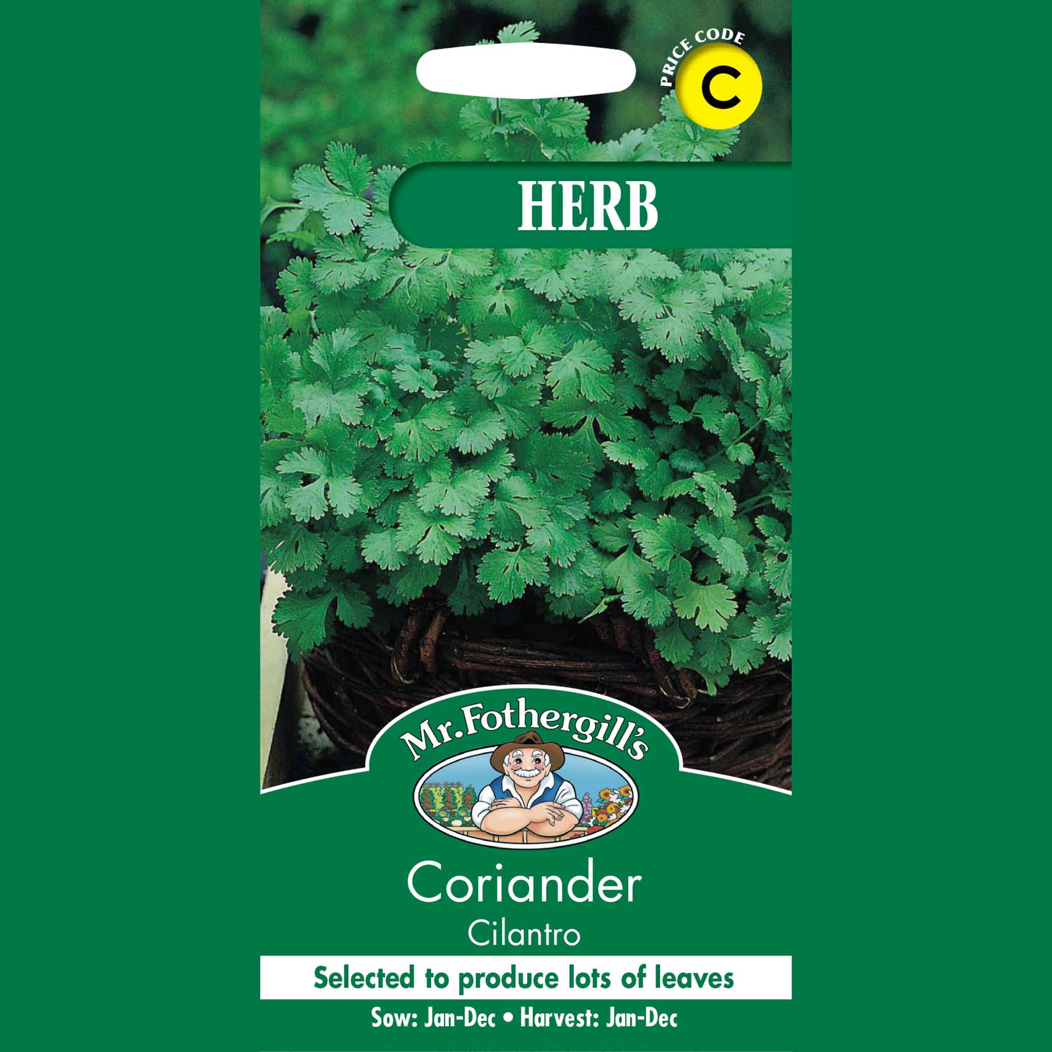 22624-HERB-Coriander-Cilantro
