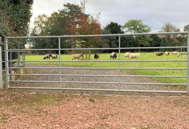 Ashbourne Galvanised Spring Bolt Field Gate (3ft - 15ft) 4