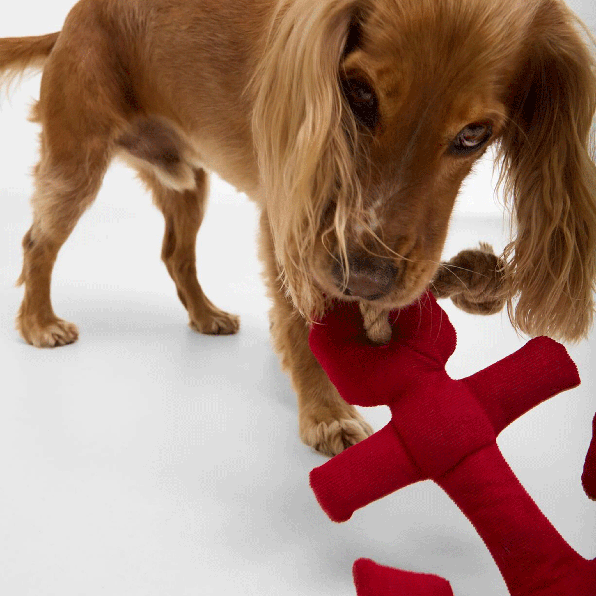 Barbour Anchor Dog Toy Red