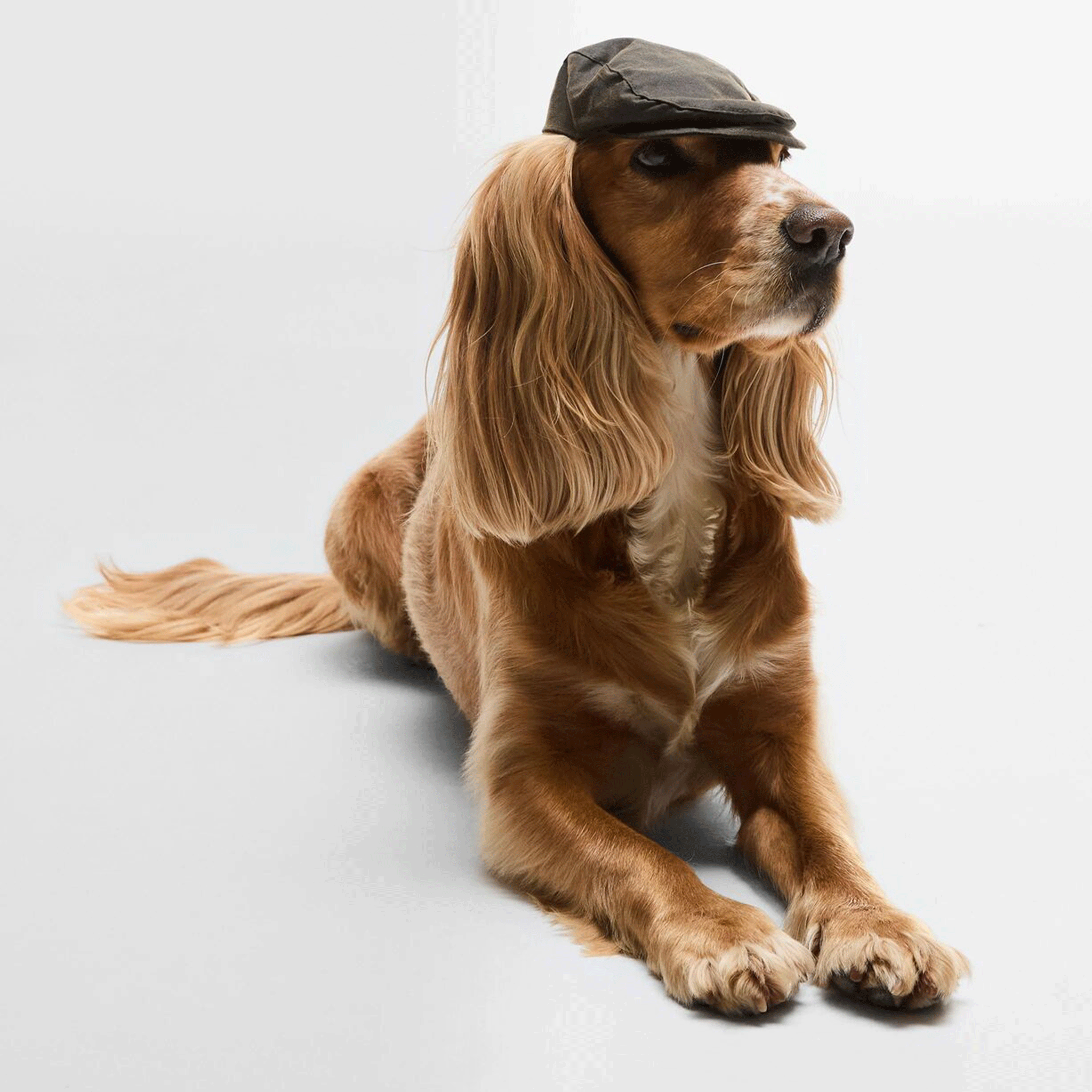 Barbour Dog Wax Flat Cap Olive