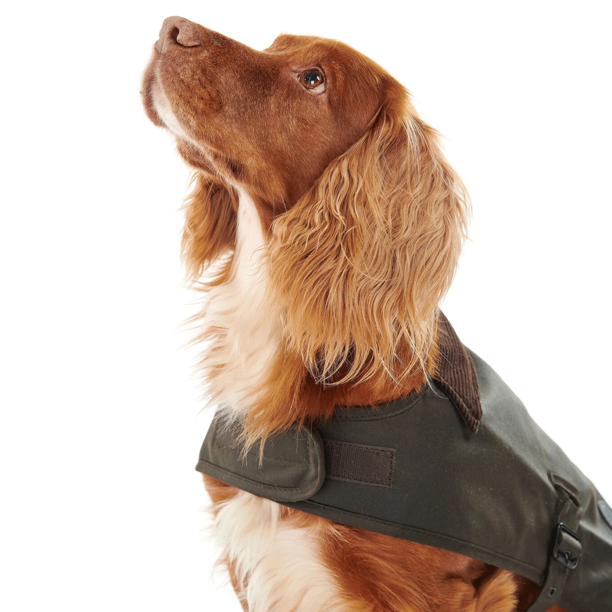 Barbour Matt Waxed Dog Coat Olive Green