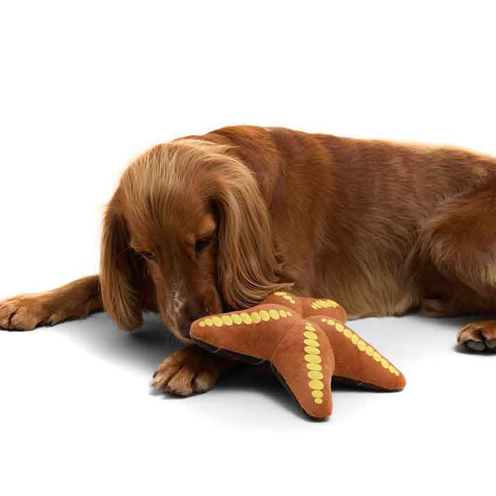 Barbour Starfish Soft Dog Toy