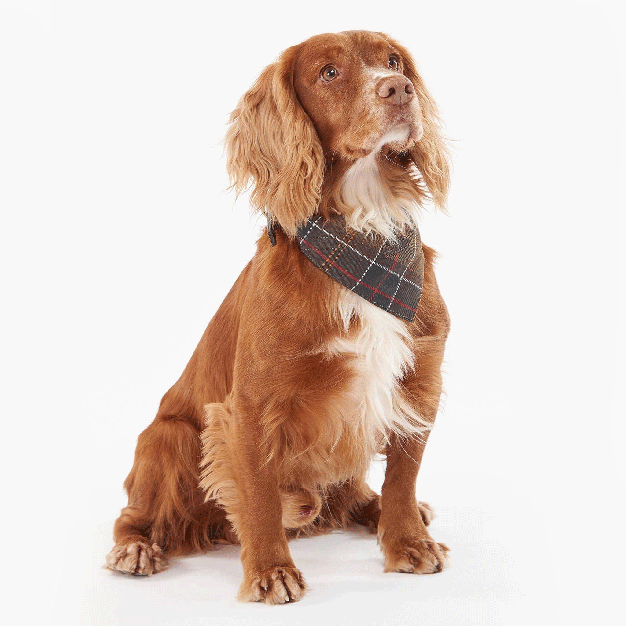 Barbour Tartan Dog Bandana Classic Tartan