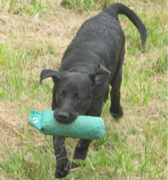 Bisley 1lb Standard Canvas Dummy 2