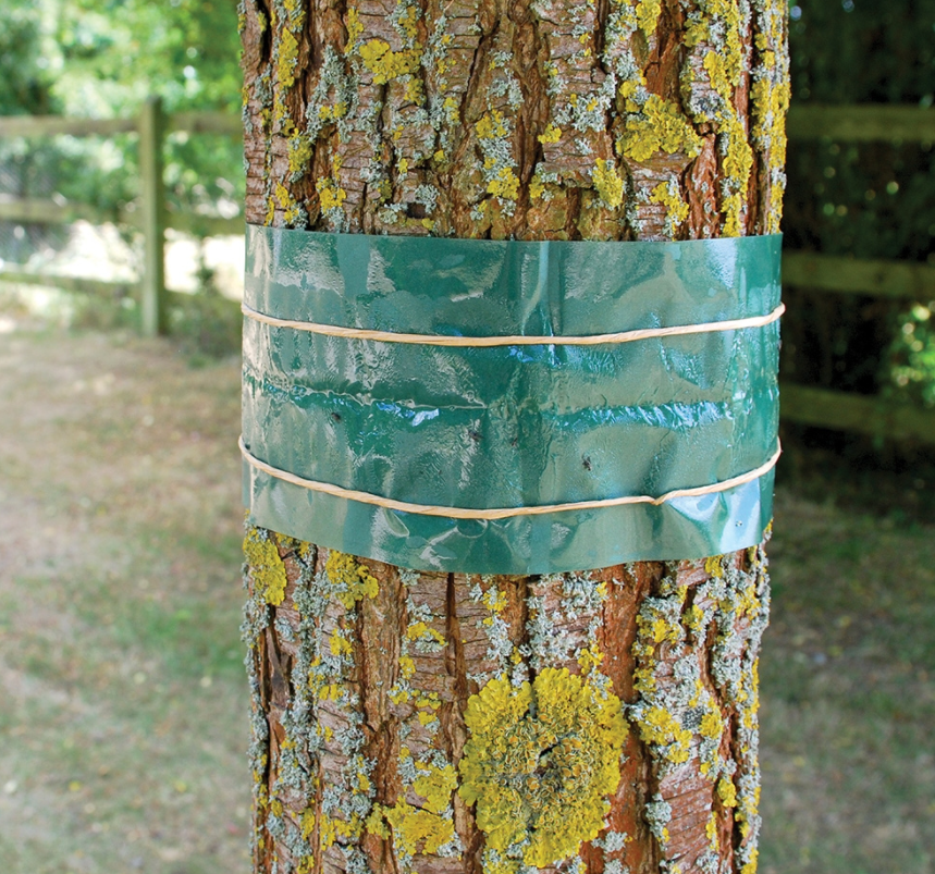 Defenders Fruit Tree Grease Band 1.75m 2