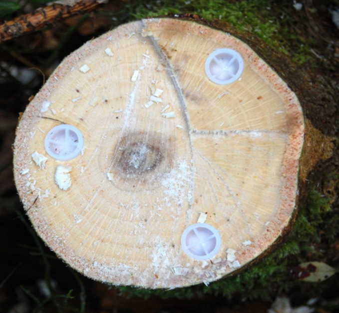 Ecoplug Max Tree Stump Killer (Box x 100) 3