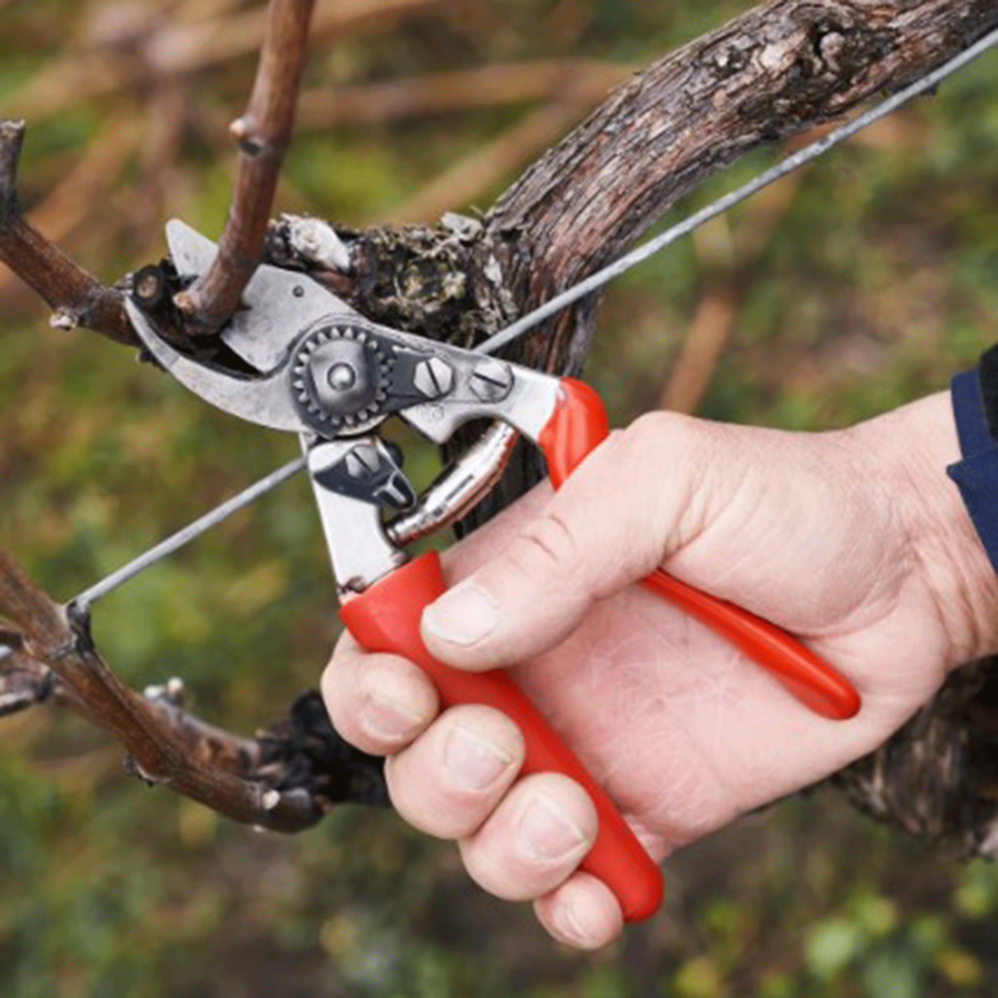 FELCO No.15 Secateurs