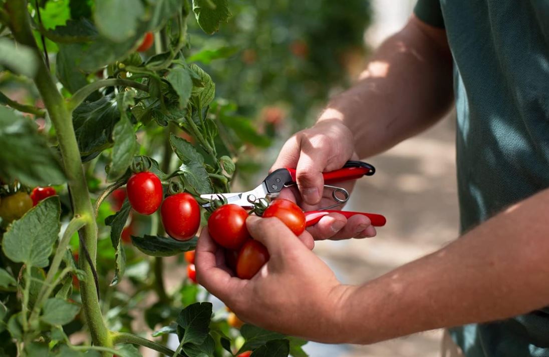 Felco 321 Picking & Trimming Snips 3