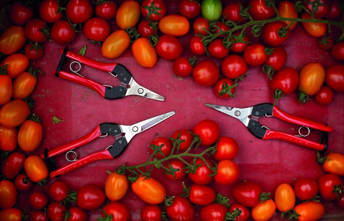 Felco 321 Picking & Trimming Snips 6