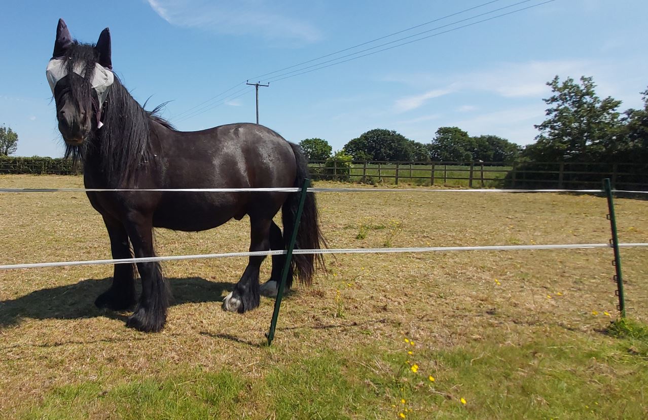 Fenceman Green Electric Fencing Poly Post 90cm 3