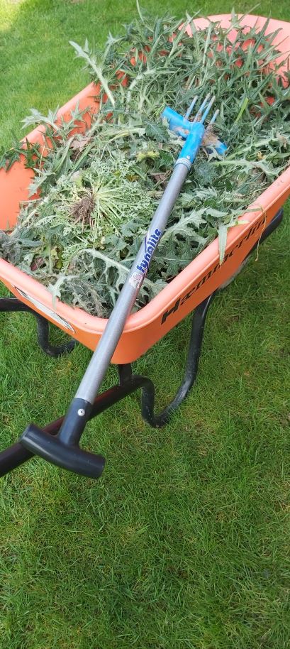 Fynalite Multi Weeda-Ragwort Fork with T Grip 3