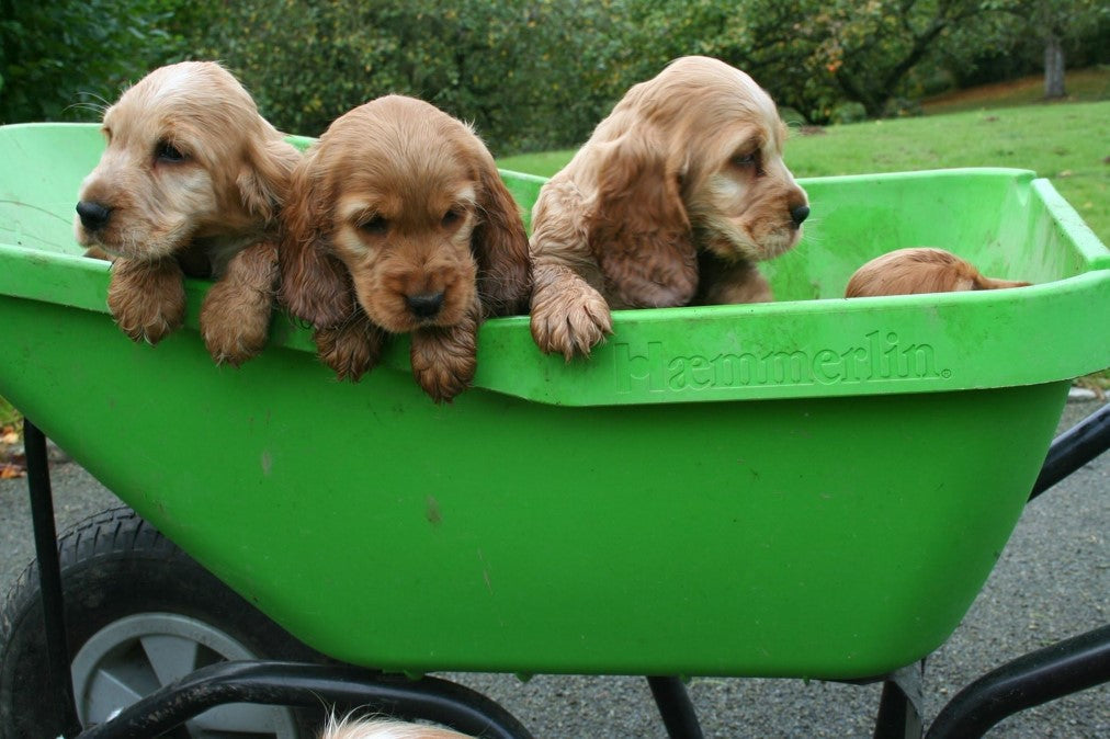 Haemmerlin Vibrante PICK-UP Green 110L Pneumatic Wheelbarrow 3