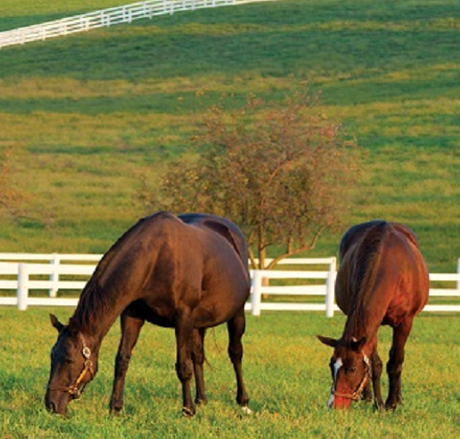 ICL Pro Select Horse Blend Seed Mixture 10kg 2