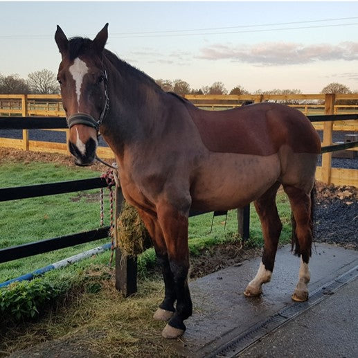 Liveryman Black Beauty Horse Clipper