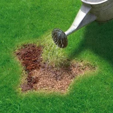 Miracle Gro Patch Magic Grass Seed, Feed & Coir 1015g 3