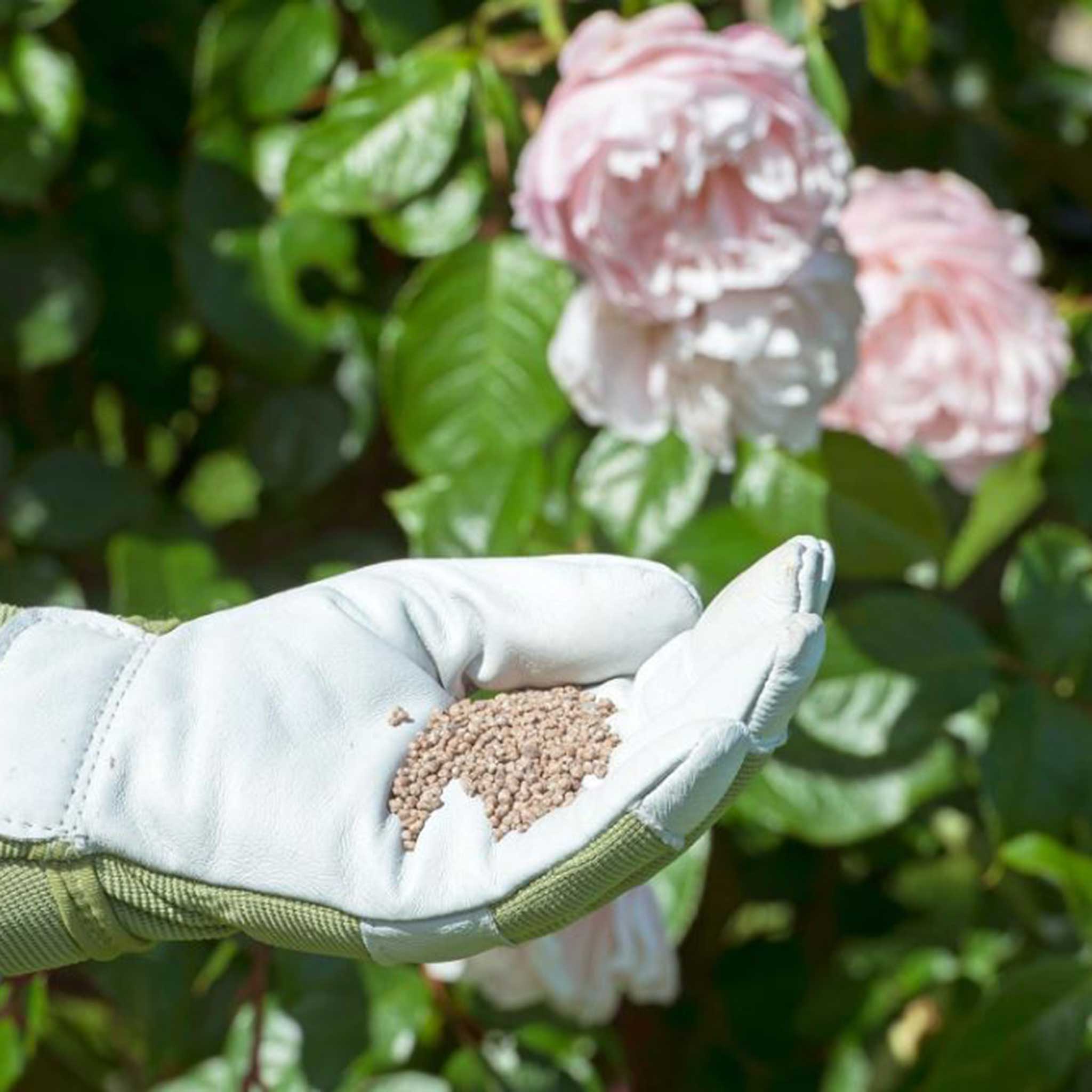 Miracle-Gro-Rose-&-Shrub-Fast-Acting-Granules-Plant-Food-3KG-3