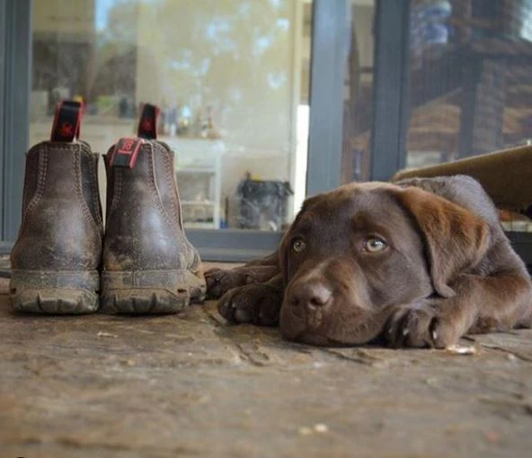 Redback Soft Toe Derby Boots Jarrah Brown