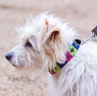 Pioneros Dog Collar - Berry, Navy & Green 2