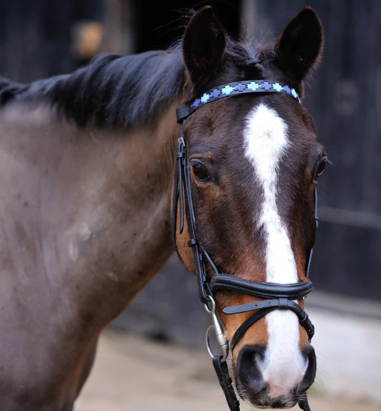 Pioneros Polo Black Leather Browband Navy, Pale Blue 3