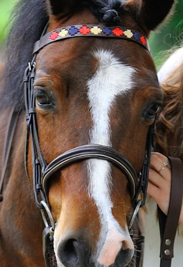 Pioneros Polo Brown Leather Browband Navy, Cream, Red 2
