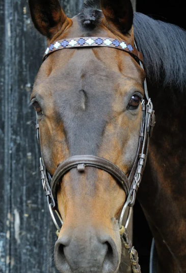 Pioneros Polo Brown Leather Browband Navy, Pale Blue 3