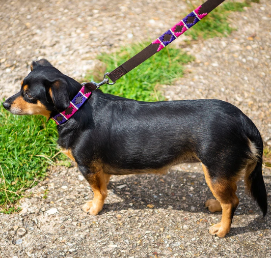 Pioneros Polo Dog Lead - Purple, Berry, White Stripe 2