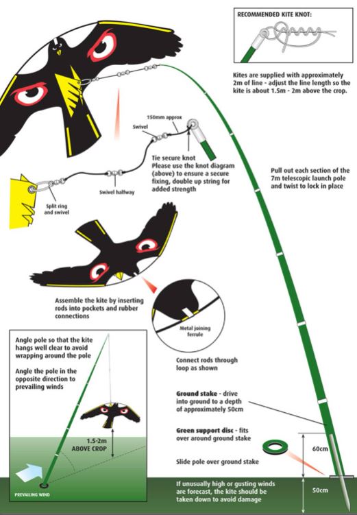 Portek Hawk Kite