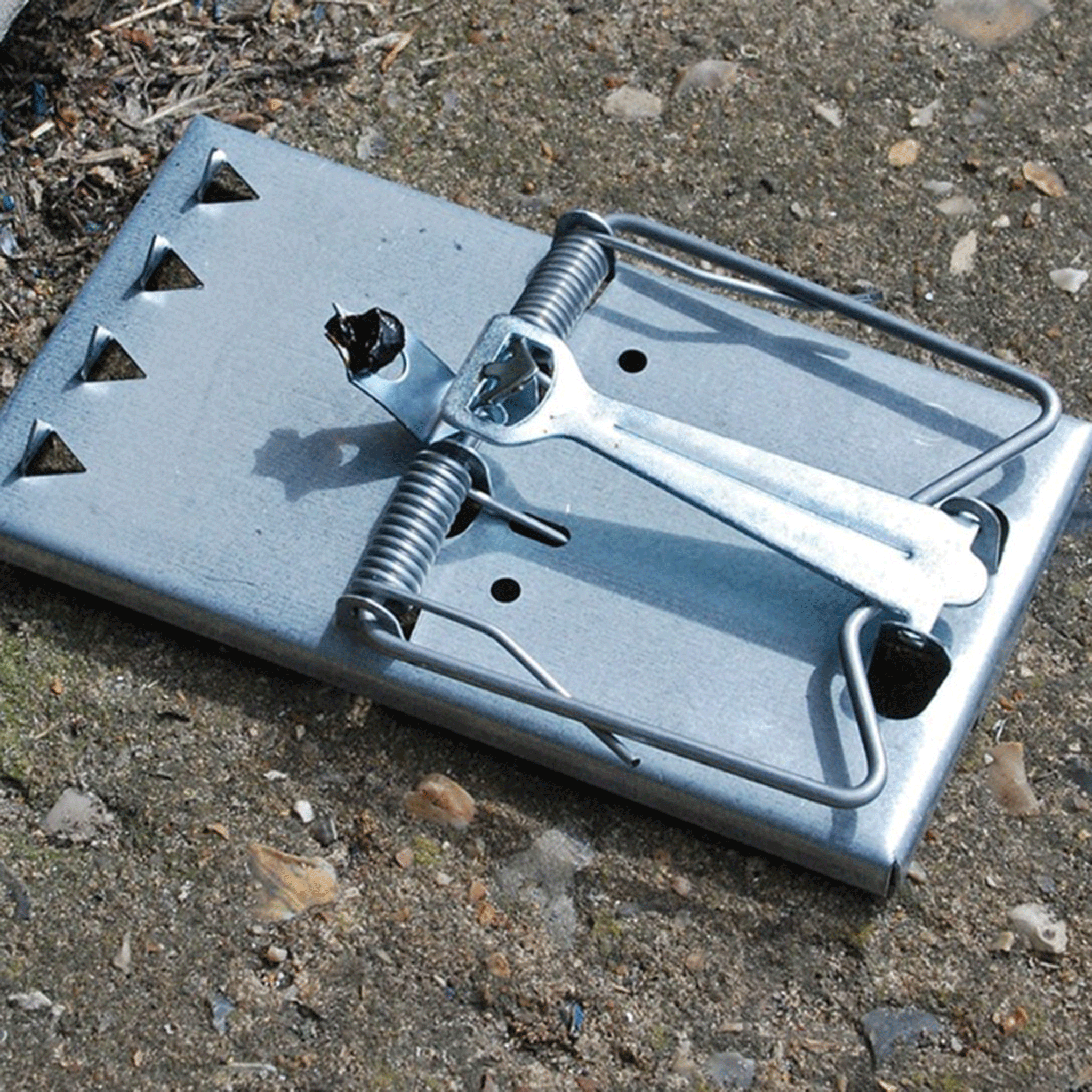 STV Self Set Rat Trap