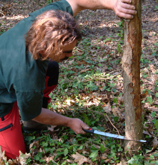 Silky Gomtaro 300-8 Straight Edge Pruning Saw 3