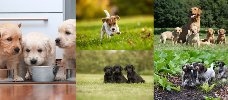 Skinner’s Field & Trial Junior 15kg 3