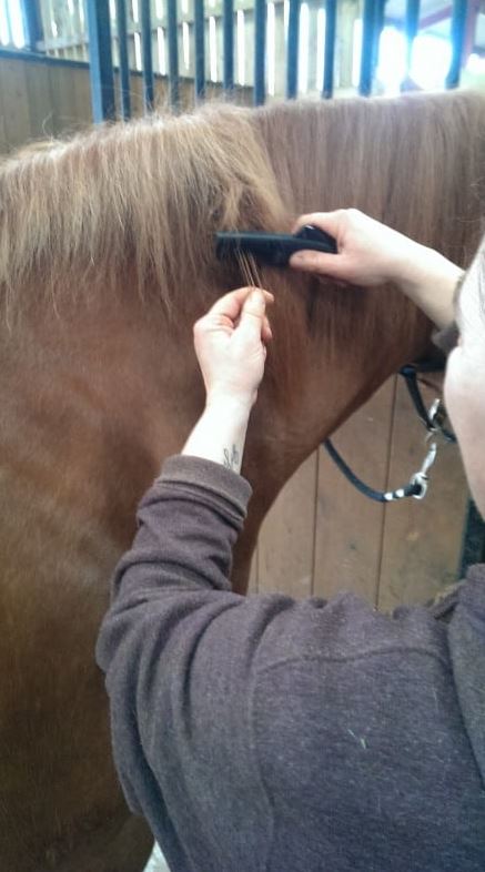 Solocomb Humane Mane & Tail Grooming Tool 4