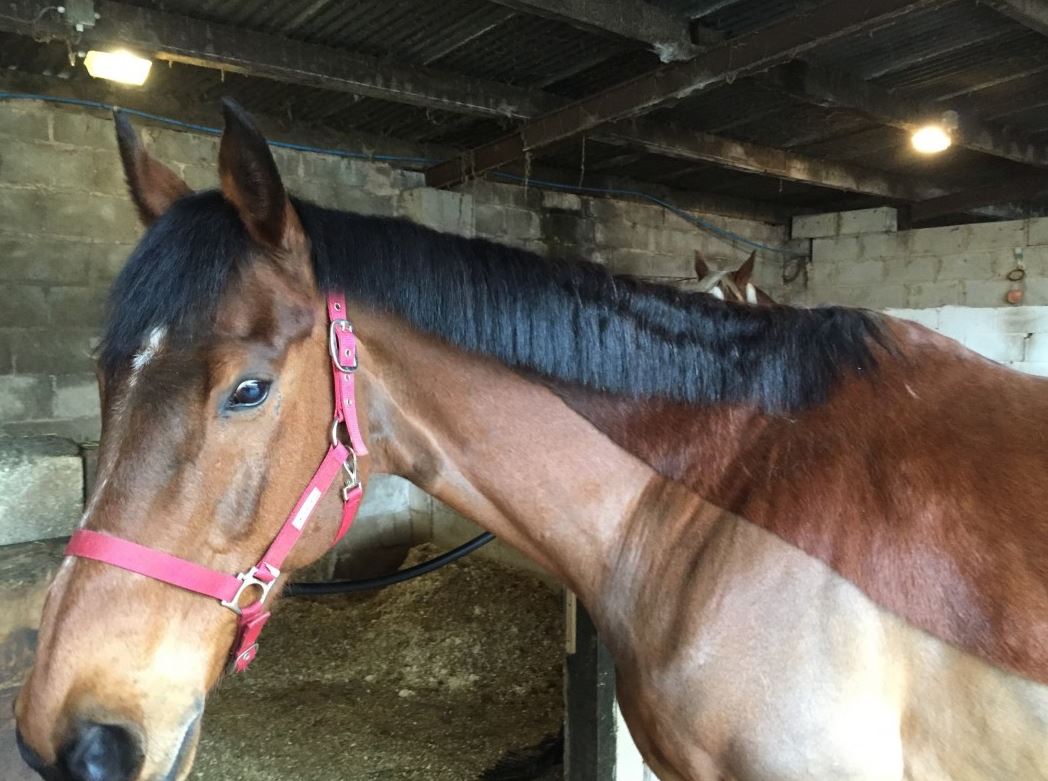 Solocomb Humane Mane & Tail Grooming Tool 3