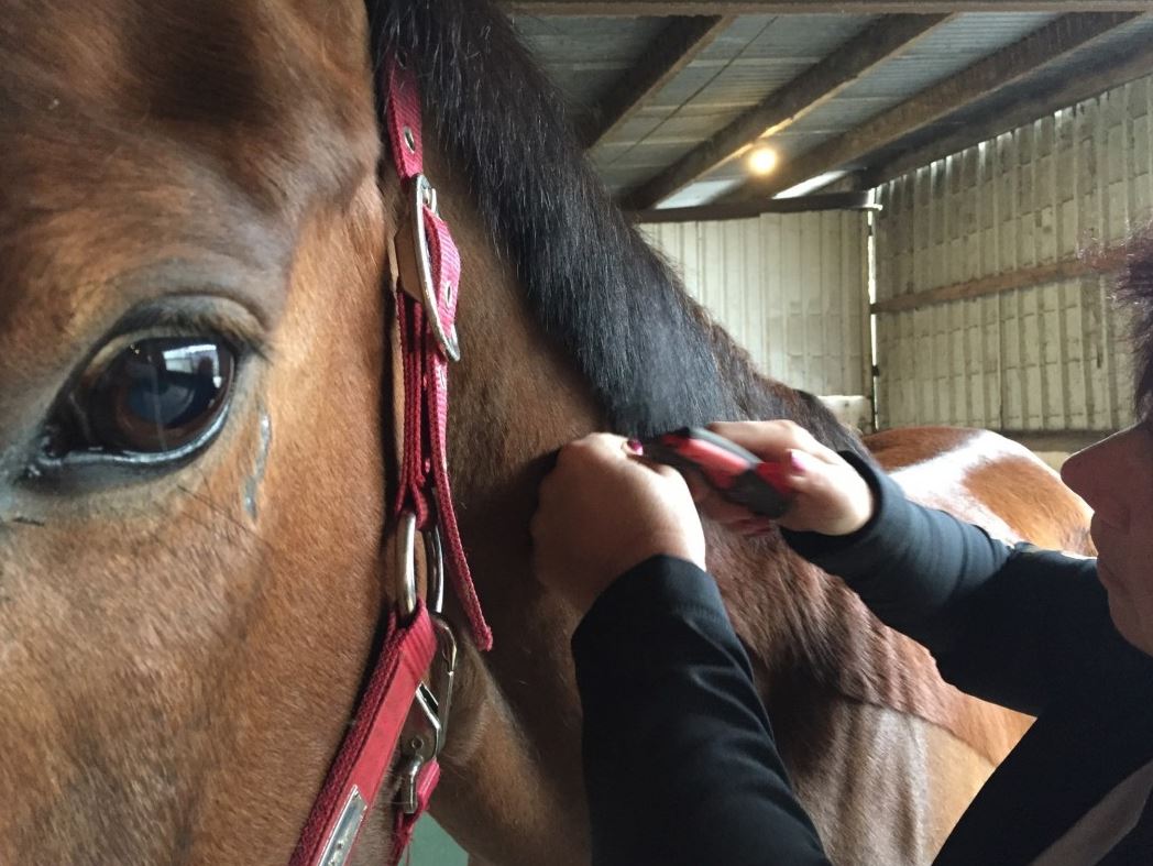 Solocomb Humane Mane & Tail Grooming Tool 2