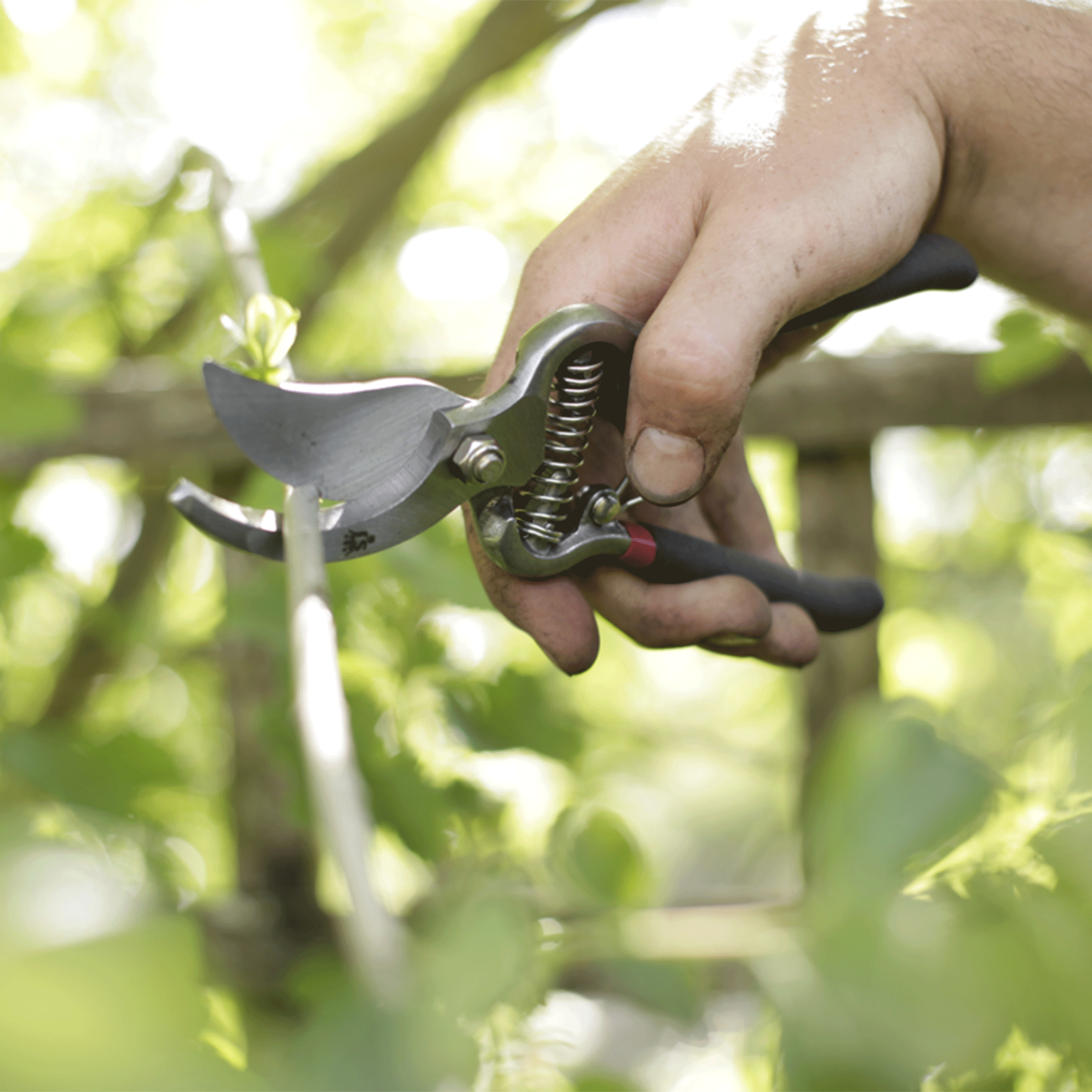 Spear & Jackson Razorsharp Vintage Style Bypass Secateurs