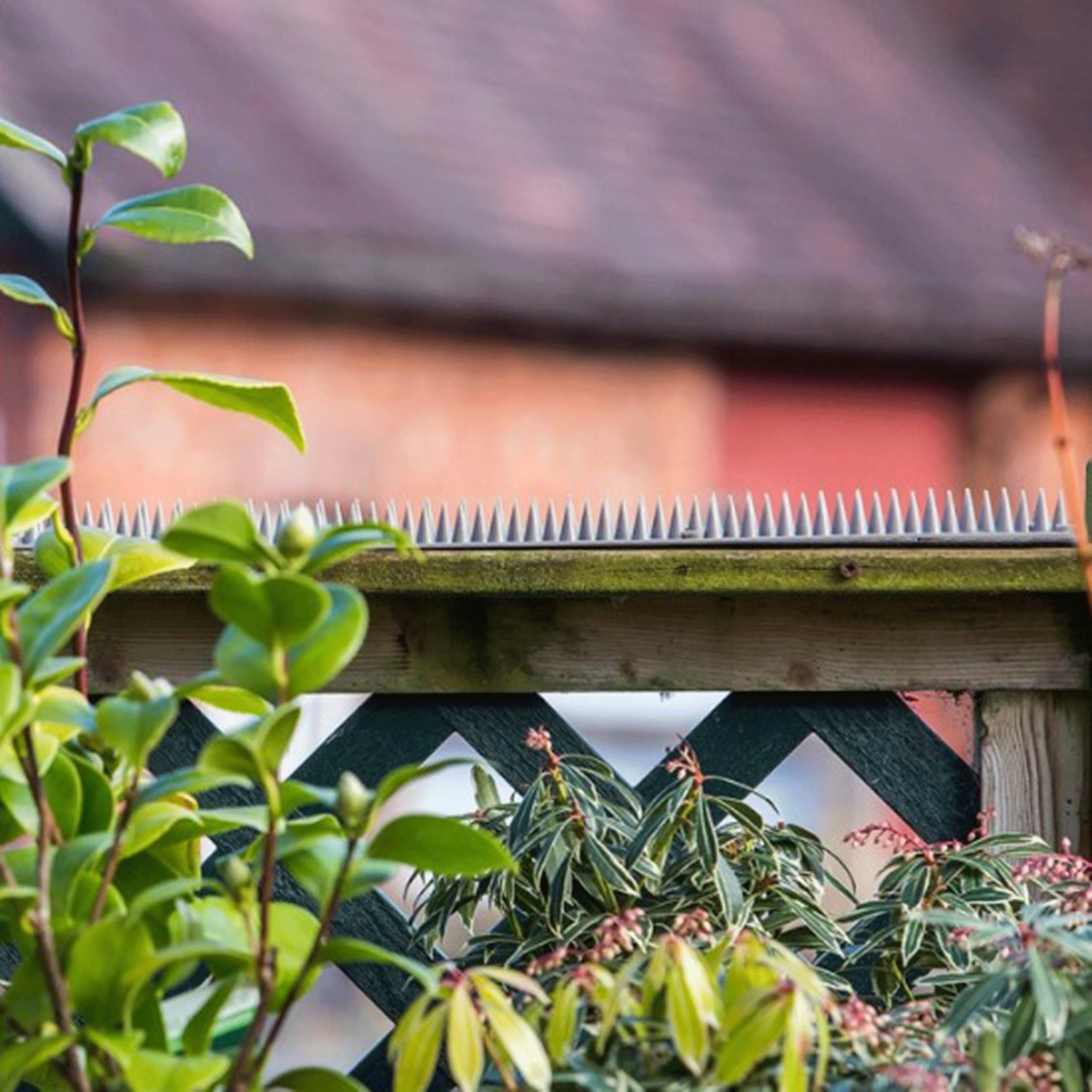 Big Cheese Cat Stop Fence Toppers