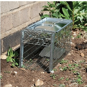 Big Cheese Small Animal Rat Cage Trap