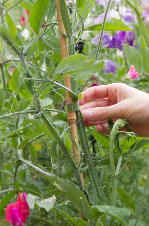 Velcro One Wrap Garden Ties x 25 (20cm x 1.2cm) 2