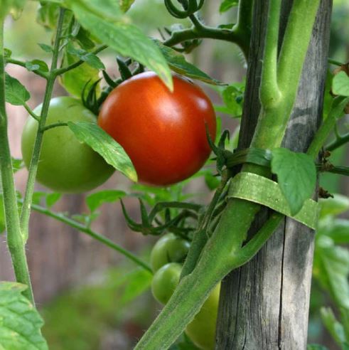 Velcro One Wrap Garden Ties x 25 (20cm x 1.2cm) 1