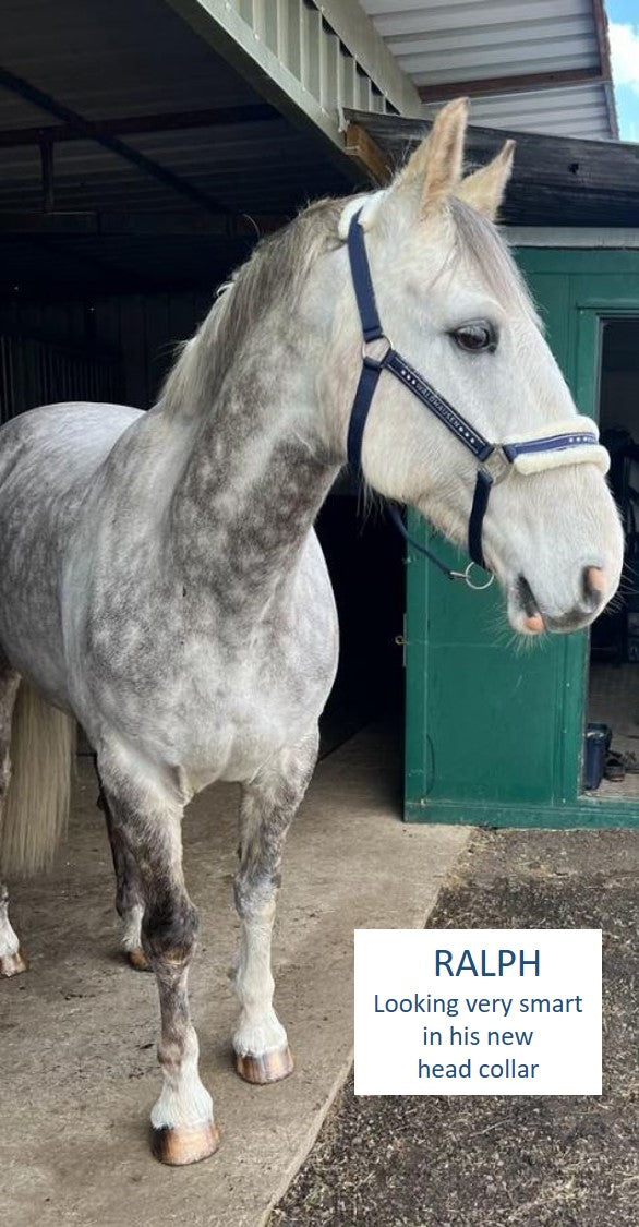 Waldhausen Elegant Horse Halter Night Blue 2