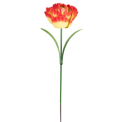 ascalon parrot tulip red-yellow 2400