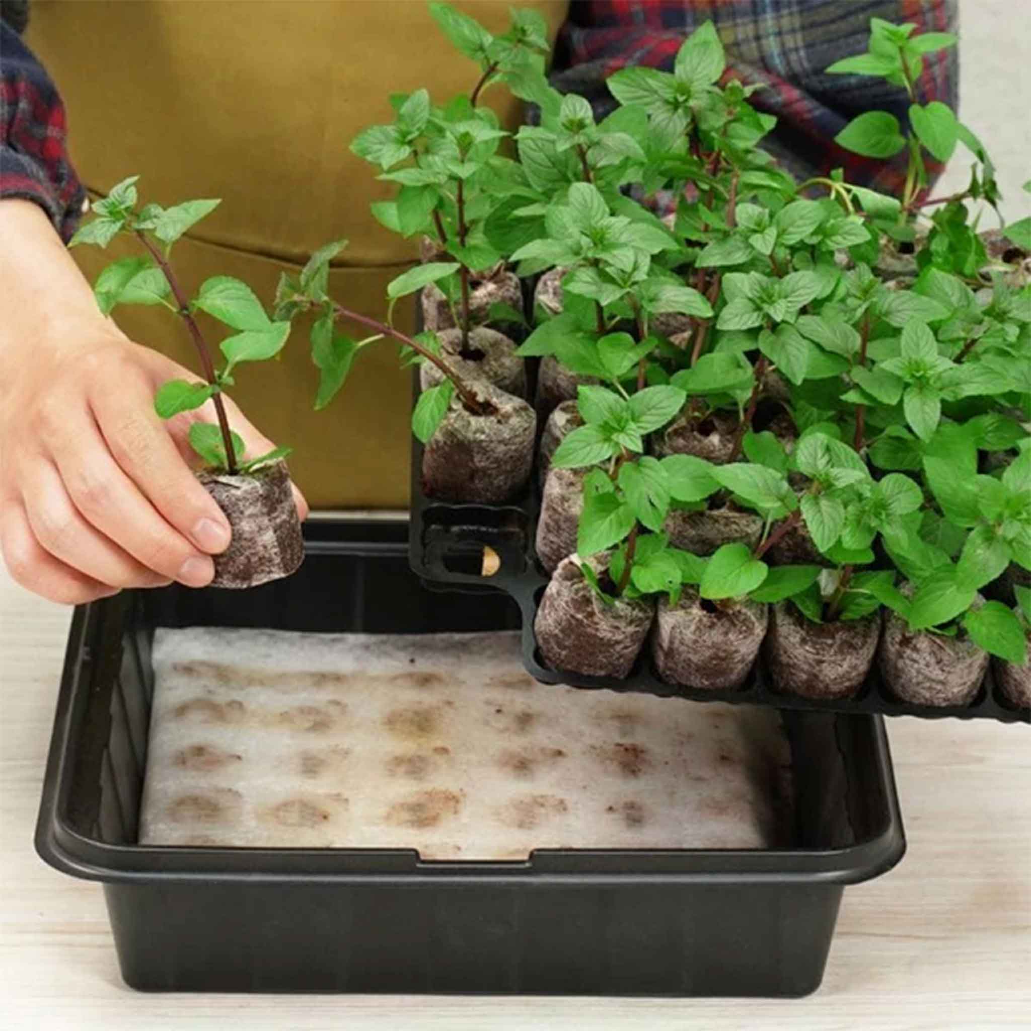 self-watering-plantable-pellets