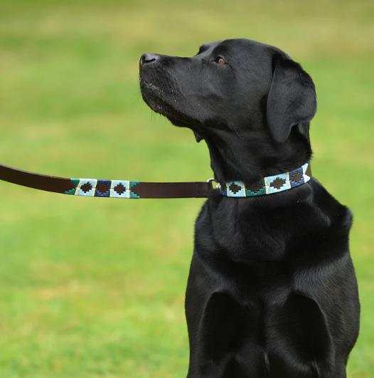 Dog Collars & Leads