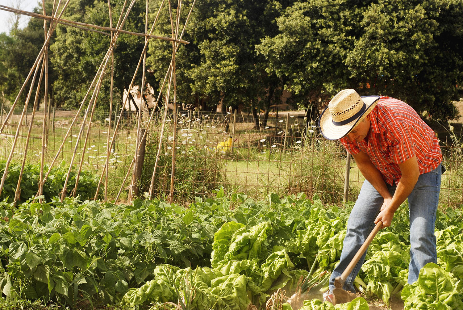 gardener