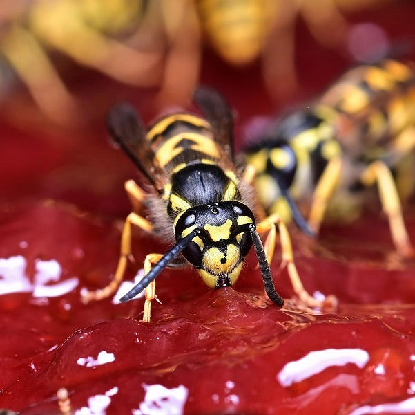 Insect Repellents