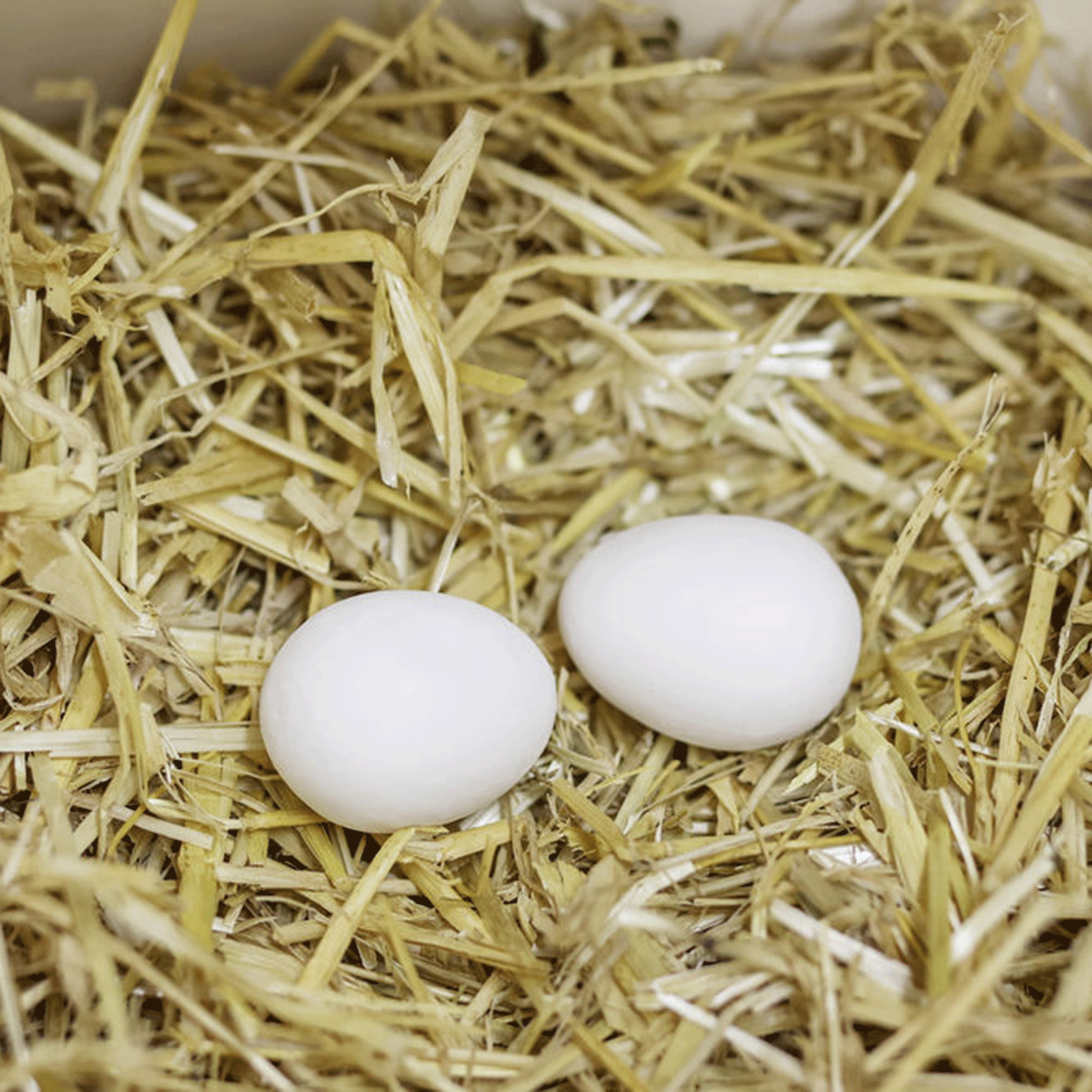 Stockshop Standard Plastic Nest Dummy Egg