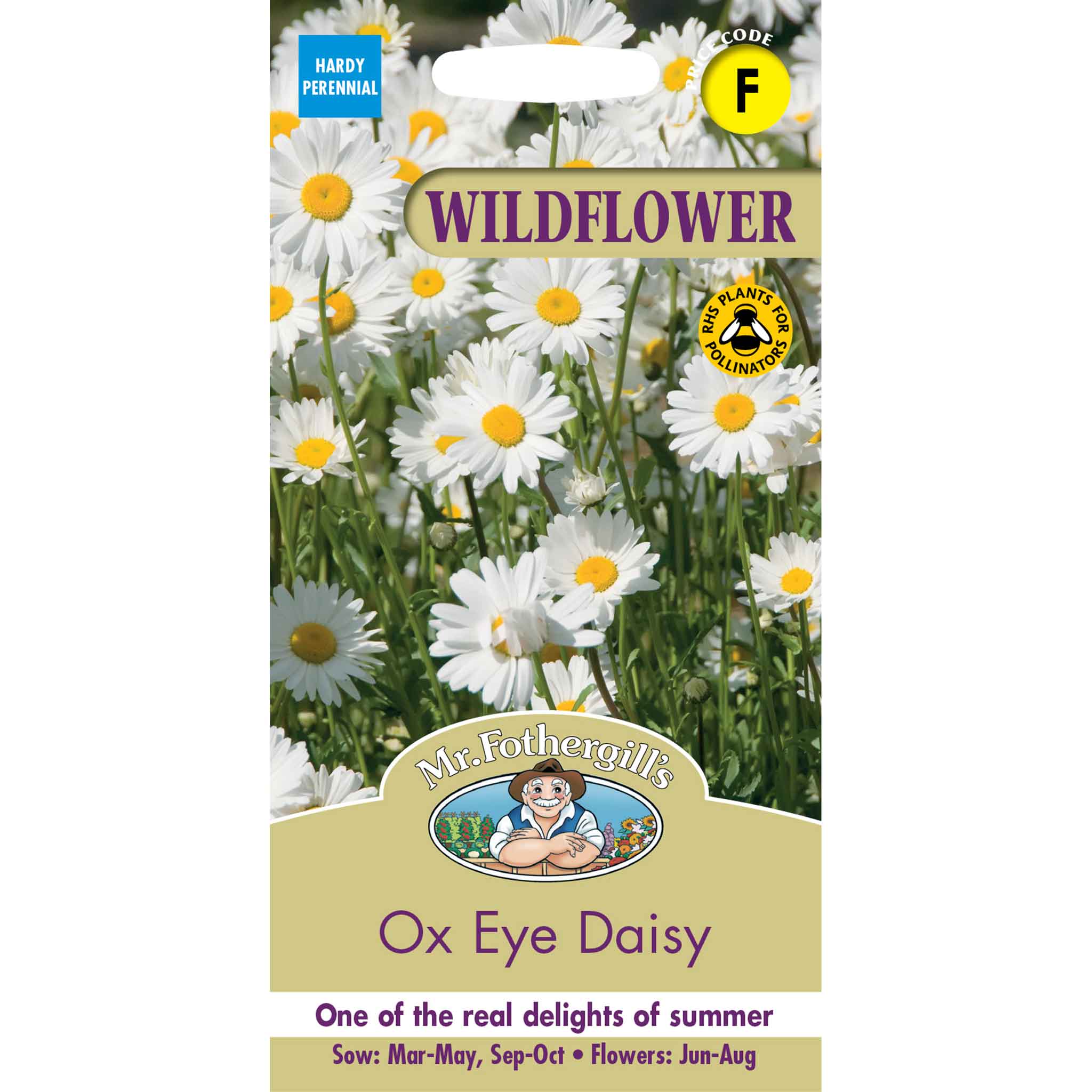 13126-Ox-Eye-Daisy-(Wildflower)