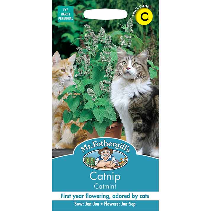 19947-Catmint