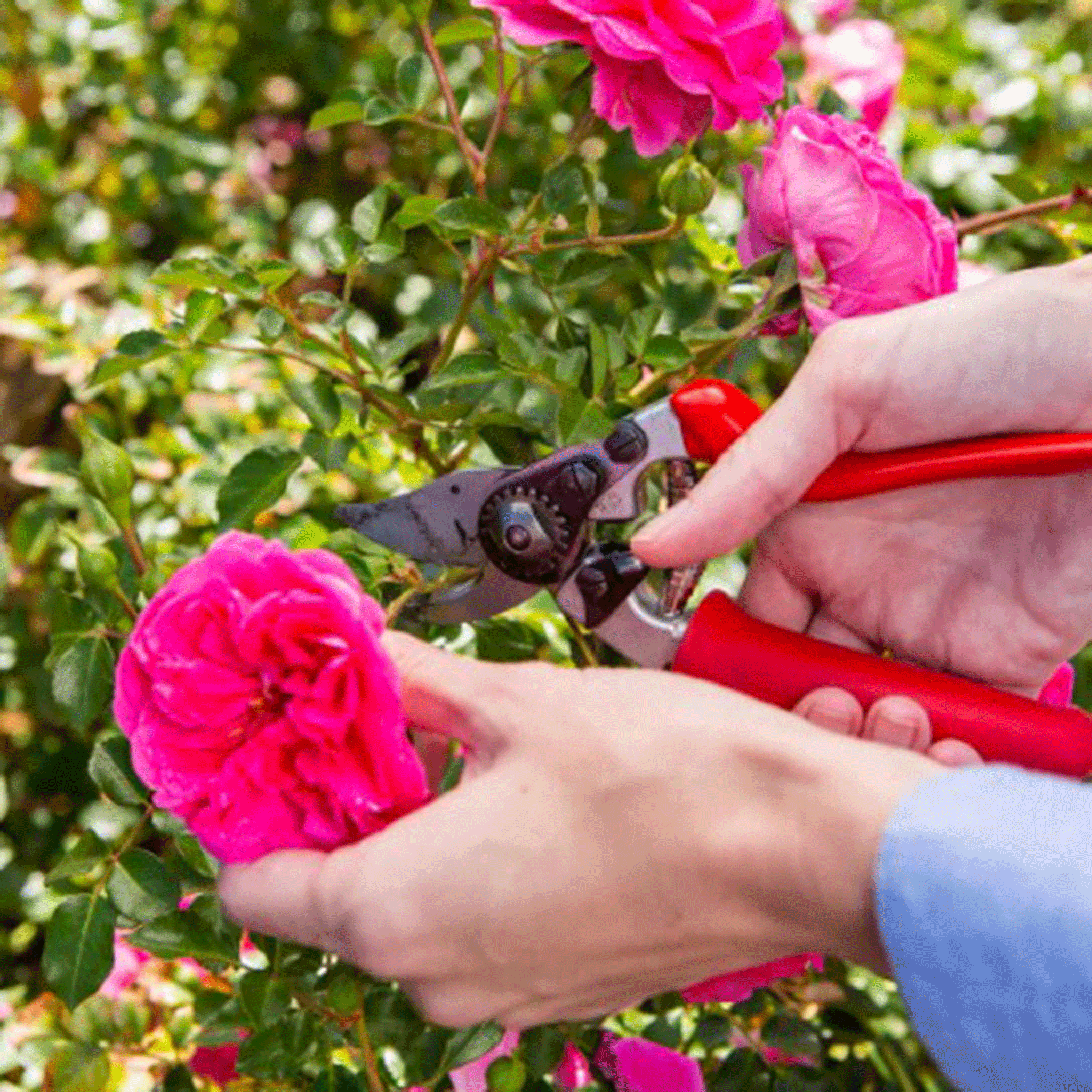 FELCO No.15 Secateurs